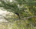 Yellow Morph of the Crimson-breasted Shrike Royalty Free Stock Photo