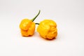 Yellow Moruga Scorpion - Hot Peppers Royalty Free Stock Photo