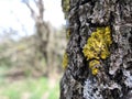 Yellow moss on a bark of an old tree in a forest at The Golan Heights