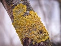 Yellow moss on a branch. close up