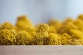 Yellow moss, close up. Decorative stable preserved moss for landscaping. Floral design. Interior design