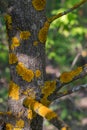 Yellow moss crustose lichen , close-up. Disease of the bark of a fruit tree, yellow spots, lichen fungus infecting the trunk and