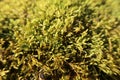 Yellow moss in forest, natural spring background
