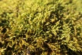 Yellow moss in forest, natural spring background Royalty Free Stock Photo