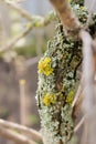 Yellow moss fungus lichen mushroom on a tree in spring Royalty Free Stock Photo