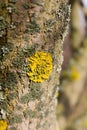 Yellow moss fungus lichen mushroom on a tree in spring Royalty Free Stock Photo