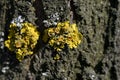 Yellow moss