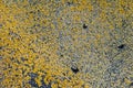 Yellow moss on a metal sheet surface pattern Royalty Free Stock Photo