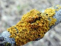 Yellow moss on old tree branch, Lithuania Royalty Free Stock Photo