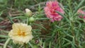 Yellow Moss Rose and pink bloom with bud Royalty Free Stock Photo