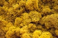 Yellow moss texture, close up. Decorative stable preserved moss for landscaping. Moss background. Floral design. Interior design