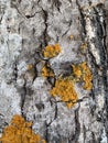 Close up photo of rough texture of tree bark covered in moss Royalty Free Stock Photo