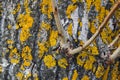 Yellow moss on a tree trunk close up Royalty Free Stock Photo