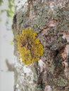 yellow moss on tree trunk