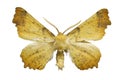 Yellow moth Royalty Free Stock Photo