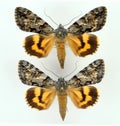 Yellow moth Catocala conversa male and female isolated on white. Collection butterflies. Lepidoptera. Noctuidae.