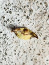 Yellow moth on concrete wall in the night. Moth comprise a group of insect related to butterfly which most species are nocturnal