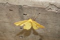 A yellow moth crocus geometer on a cement stair Royalty Free Stock Photo