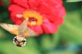 Yellow moth on red flower Royalty Free Stock Photo