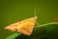 Yellow moth