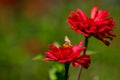Yellow moth pollinating red zinnia flower with green background Royalty Free Stock Photo