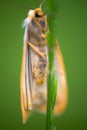 Yellow moth sitting on blade of grass Royalty Free Stock Photo