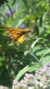 Yellow Moth Royalty Free Stock Photo