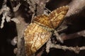 YELLOW MOTH ON A TREE