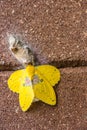 Yellow moth on the wall Royalty Free Stock Photo