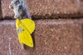 Yellow moth on the wall Royalty Free Stock Photo