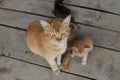 a yellow mother cat is looking at the camera while nursing her kittens in the backyard Royalty Free Stock Photo