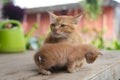 a yellow mother cat nursing her kittens with defocused green watering can background in the backyard Royalty Free Stock Photo