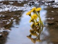 Yellow mother-and-stepmother flower in the water with a reflection of the sky.