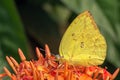 Yellow Mottled Emigrant butterfly Catopsilia pyranthe