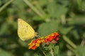 Yellow Mottled Emigrant butterfly Catopsilia pyranthe