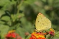 Yellow Mottled Emigrant butterfly Catopsilia pyranthe