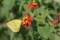 Yellow Mottled Emigrant butterfly Catopsilia pyranthe