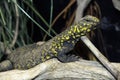 Yellow mottled lizard perched on a tree branch