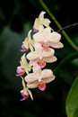 Yellow mottled and spotted orchid stem. Lilac flower bloom branch. Orchidaceae blooming blossom Royalty Free Stock Photo