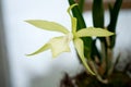 Yellow mottled and spotted orchid stem. Lilac flower bloom branch. Orchidaceae blooming blossom Royalty Free Stock Photo