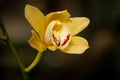 Yellow mottled and spotted orchid stem. Lilac flower bloom branch. Orchidaceae blooming blossom Royalty Free Stock Photo