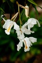 Yellow mottled and spotted orchid stem. Lilac flower bloom branch. Orchidaceae blooming blossom Royalty Free Stock Photo