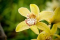 Yellow mottled and spotted orchid stem. Lilac flower bloom branch. Orchidaceae blooming blossom Royalty Free Stock Photo