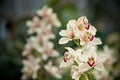 Yellow mottled and spotted orchid stem. Lilac flower bloom branch. Orchidaceae blooming blossom Royalty Free Stock Photo