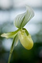 Yellow mottled and spotted orchid stem. Lilac flower bloom branch. Orchidaceae blooming blossom Royalty Free Stock Photo