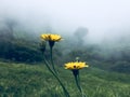 Yellow mountain flower