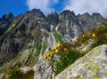 Yellow mountain flowers in the rocks, in the background the ridge of the High Tatras. Alpine flora, Slovakia. Royalty Free Stock Photo