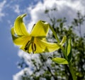 yellow mountain lily close-up, good for a postcard with 8 march or birthday