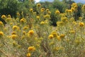 Yellow Mountain Rabbitbrush Flowers with a Wasp Gathering Pollen