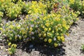 Yellow mountain saxifrage Royalty Free Stock Photo
